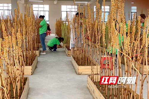 決戰(zhàn)決勝脫貧攻堅 洪江市中藥材產(chǎn)業(yè)拓寬貧困戶 增收路