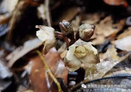 首次 貴州國家級自然保護區(qū)發(fā)現(xiàn)蘭科天麻屬植物叉脊天麻