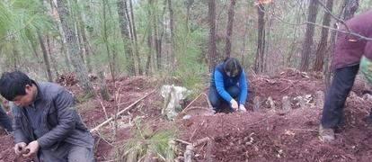 天麻屬于植物 它靠什么生長繁育 如何高產(chǎn)種植