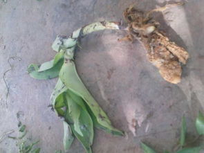 土天麻的學名探秘 一種被誤稱的美味根莖植物